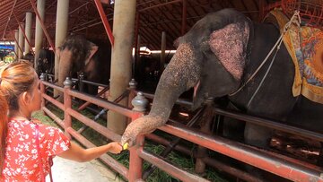Feeding elephants and love at home after